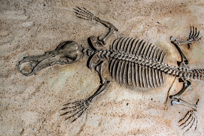 fossil1