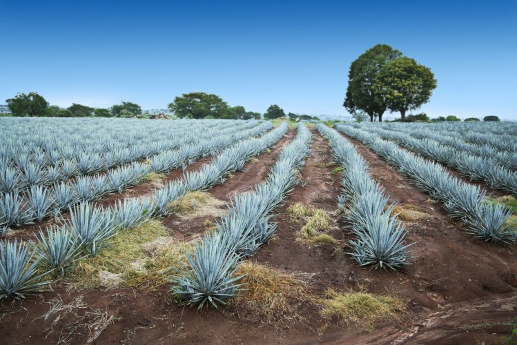tequila
