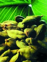 cardamom.jpg