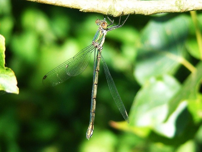 willow-emerald-damselfly-female-c-adrian-parr.jpg