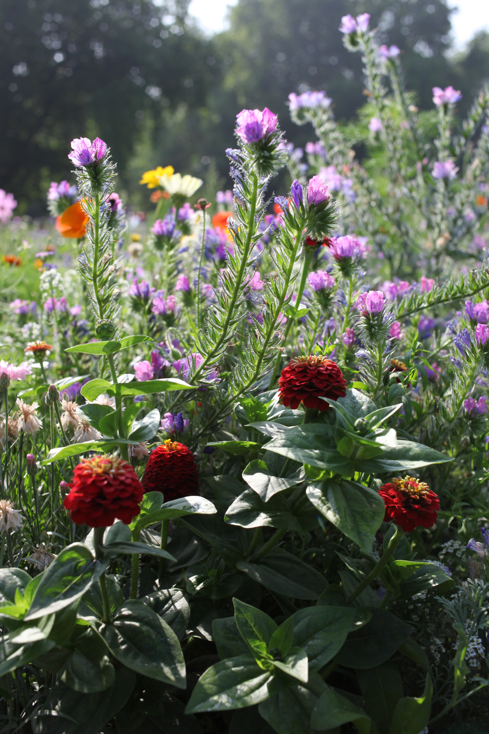 The council's use of Glyphosate for weed control