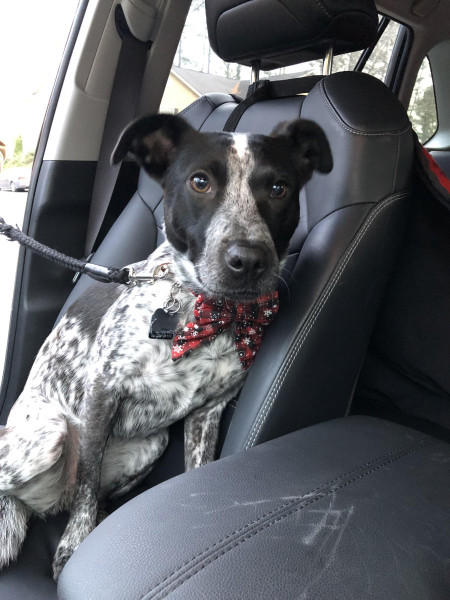 Miranda Sindelar's dog, Moonpie