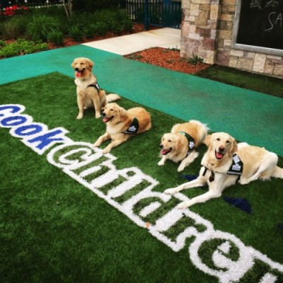 The Four Dogs