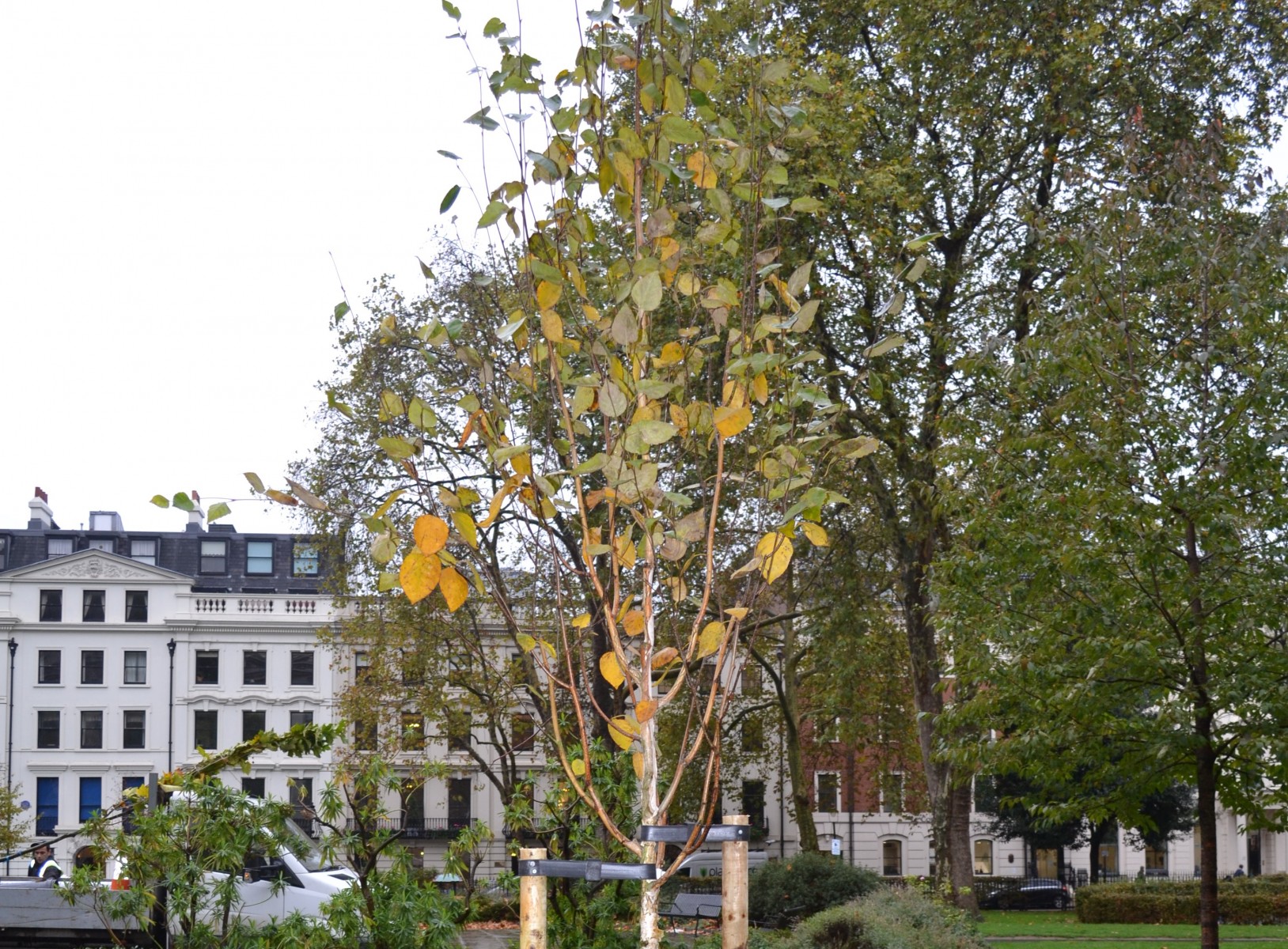 The Arbor Day Foundation and the Food and Agriculture Organization of the United Nations (FAO