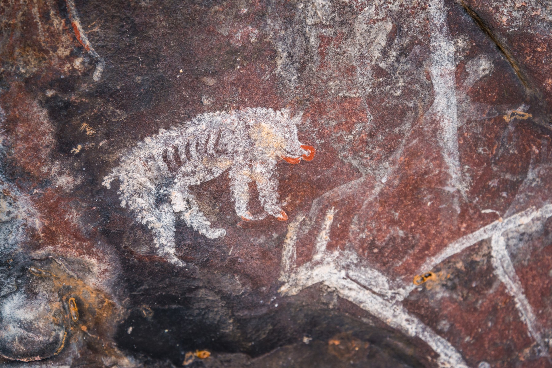 Wild boar phd thesis