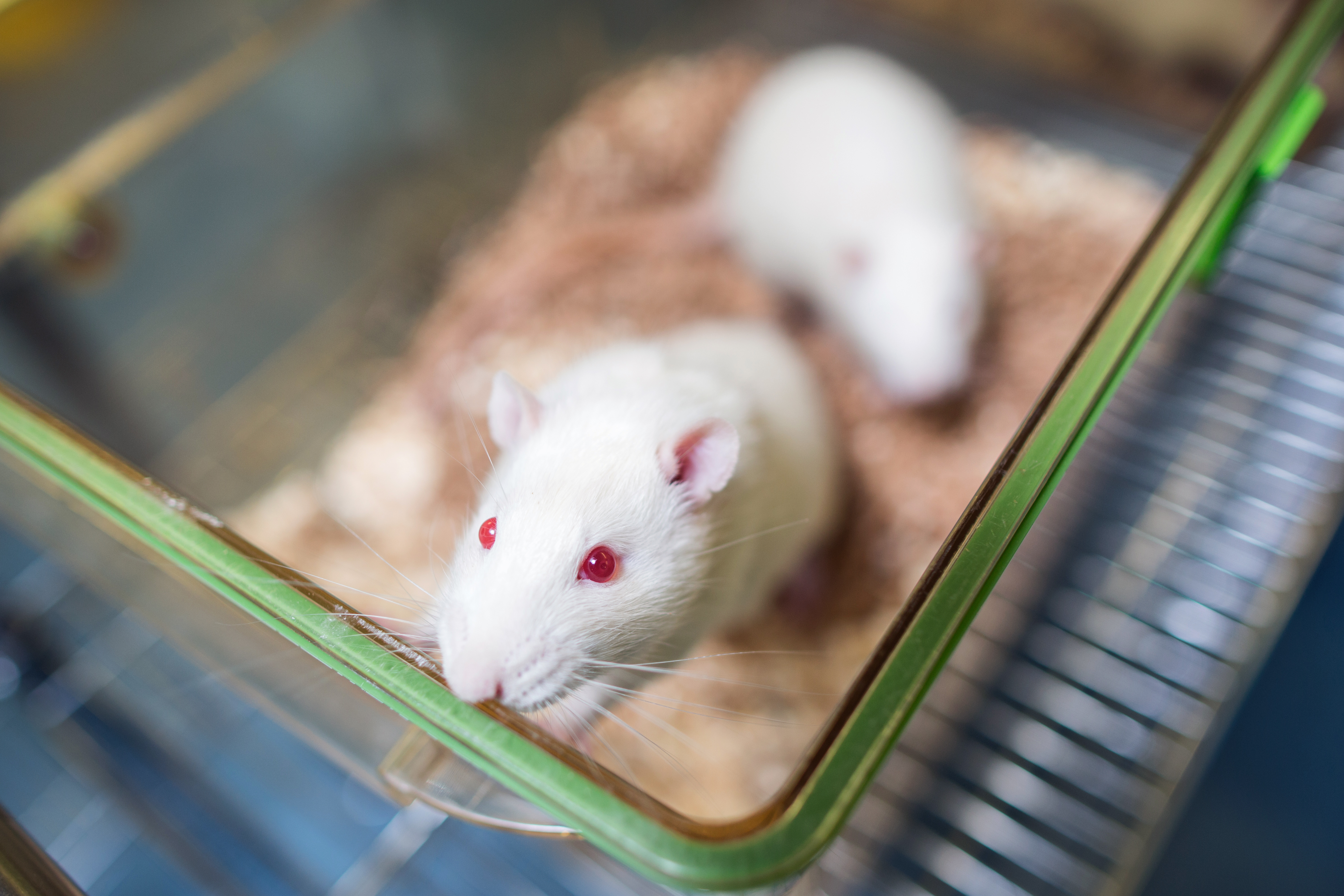 Mouse Off Spring Why older mice have smaller offspring—and how sex may play a role