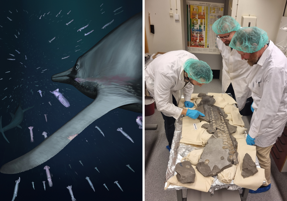 Left: Life reconstruction of the giant Jurassic ichthyosaur Temnodontosaurus, highlighting the winglike flipper and the unusual structures observed in the fin. Artwork by Joschua Knüppe. Right: Photograph of Drs Lomax and Lindgren, together with fellow researcher Sven Sachs, examining one part of the flipper at Lund University, Sweden. Courtesy of Katrin Sachs. Left: Life reconstruction of the giant Jurassic ichthyosaur Temnodontosaurus, highlighting the winglike flipper and the unusual structures observed in the fin. Artwork by Joschua Knüppe. Right: Photograph of Drs Lomax and Lindgren, together with fellow researcher Sven Sachs, examining one part of the flipper at Lund University, Sweden. Courtesy of Katrin Sachs.