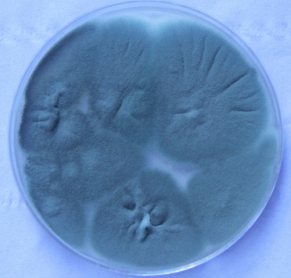 a.fumigatushvc.png