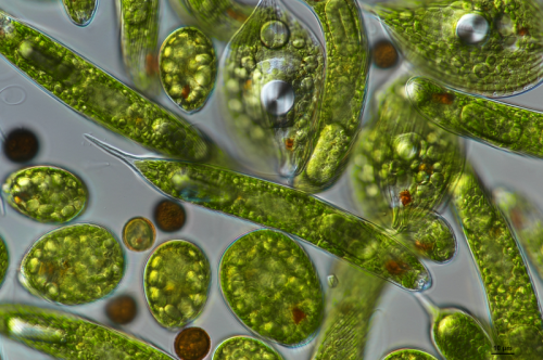 Sequencing project to unleash the biotechnology potential of single-celled algae