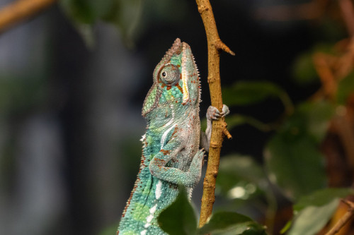 Manchester Museum plans major redevelopment to support globally-significant amphibian conservation work