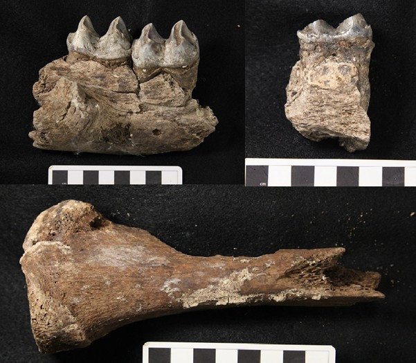 Bone images of the specimens from Mowbray swamp to contrast differences in preservation state from those of Scotchtown Cave