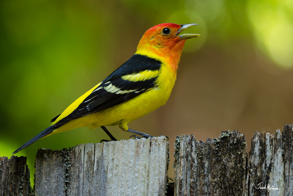 Scientists discover surprising language 'shortcuts' in birdsong – like humans