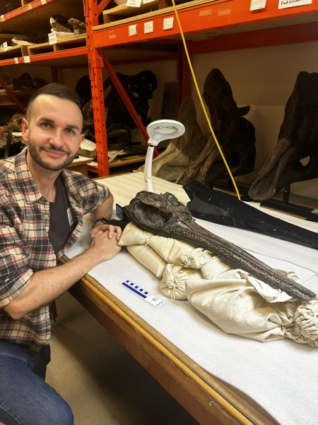 Dr Dean Lomax with the skull of the newly named sword dragon ichthyosaur, Xiphodracon goldencapensis, at the Royal Ontario Museum, Toronto, Canada. © Courtesy of Dr Dean Lomax.