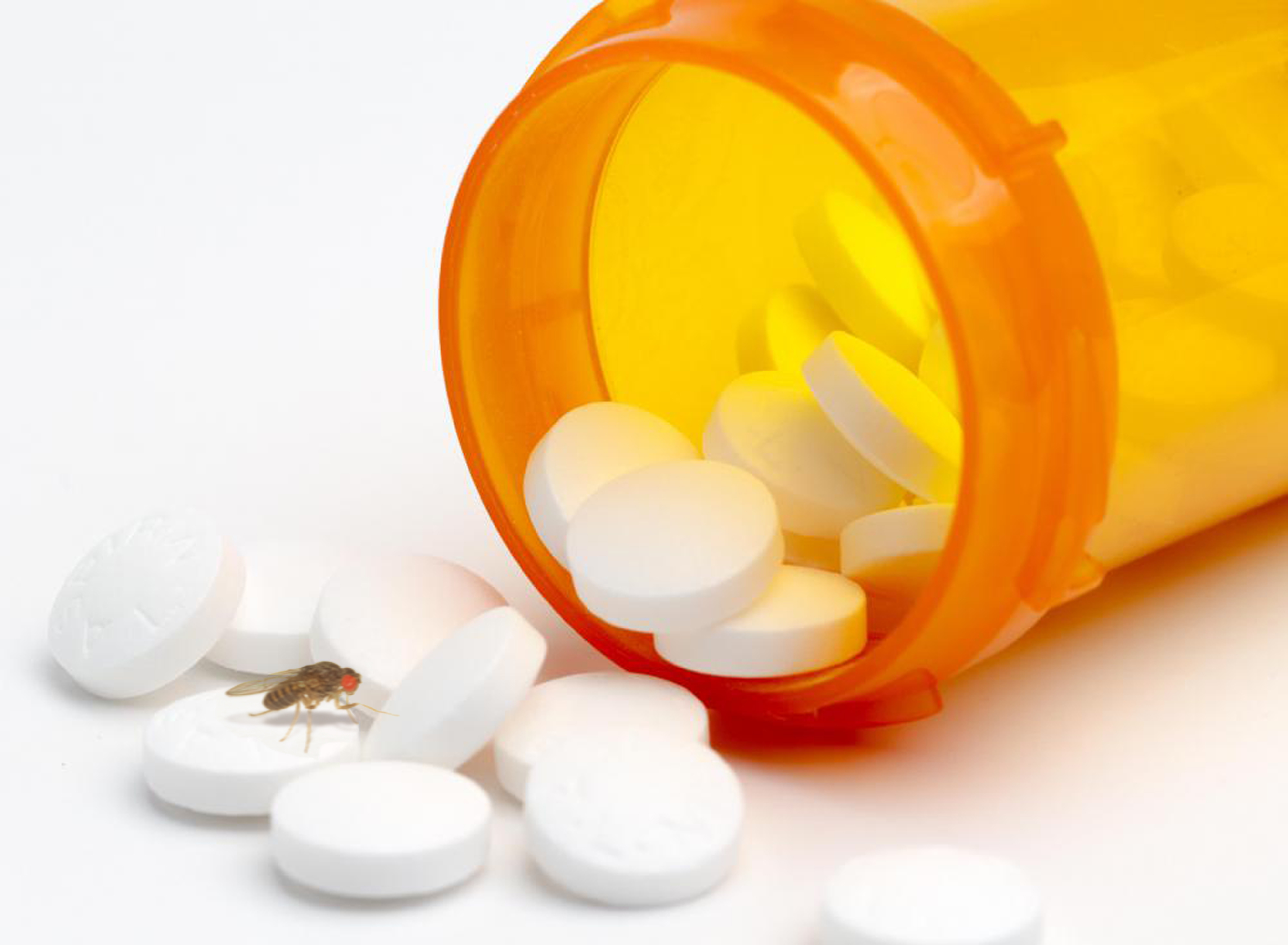 Fly method is epilepsy’s ray of light