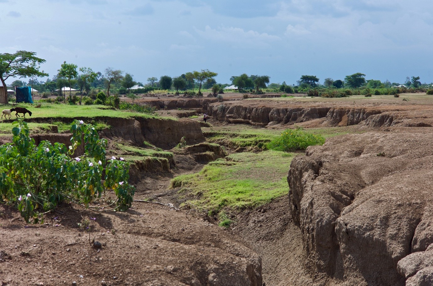 Urgent Need For New Approach To Combat Global Grassland Degradation