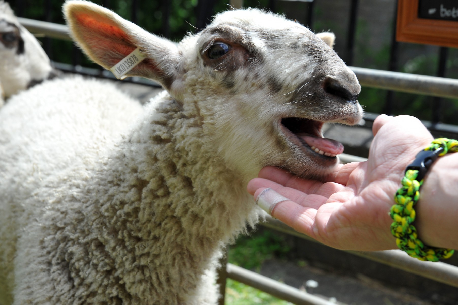 Wool Festival returns to Leeds this summer