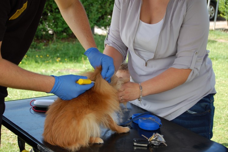 Microchipping keeps dog owners on right side of new law
