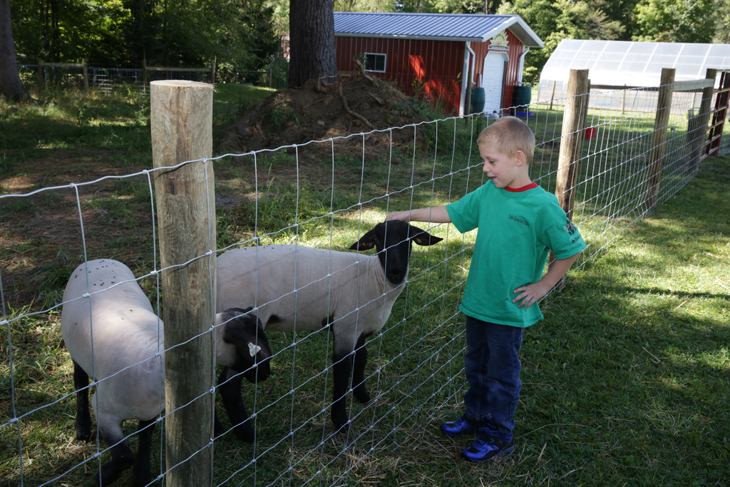 Boy petting Sheep