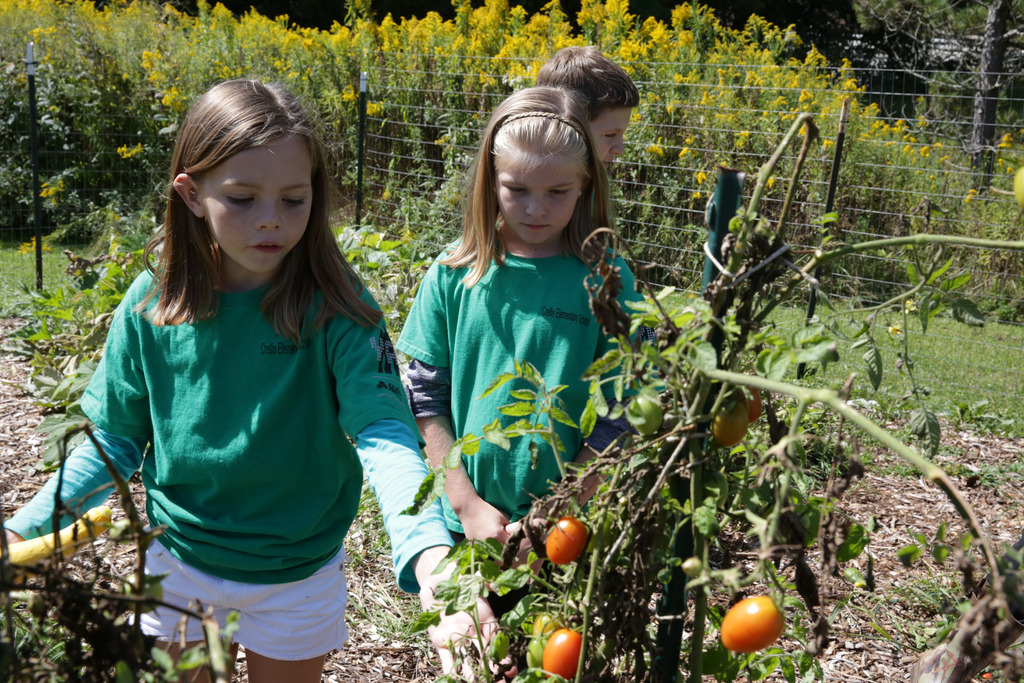 Two girls picking tomatoes