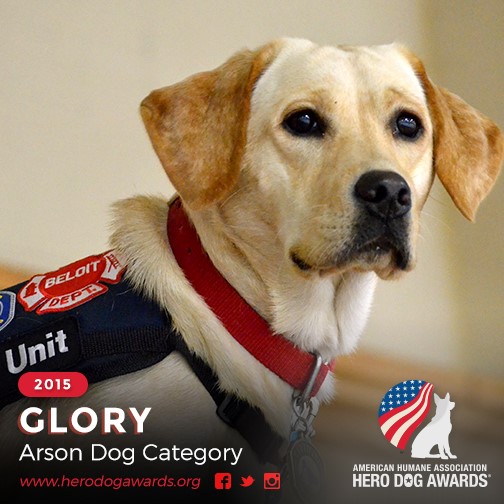 Arson Dog Glory in working uniform