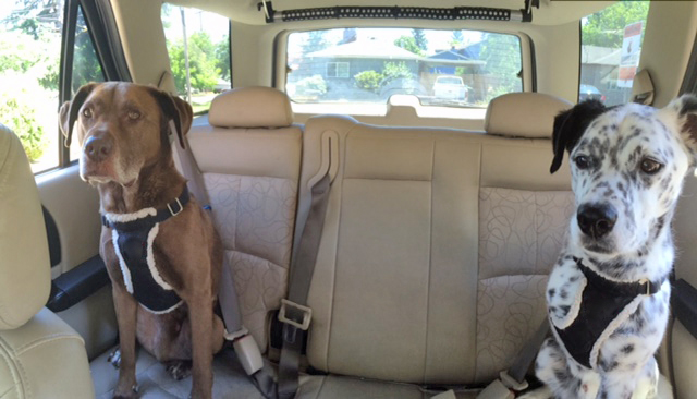 Dogs buckled in going for a ride