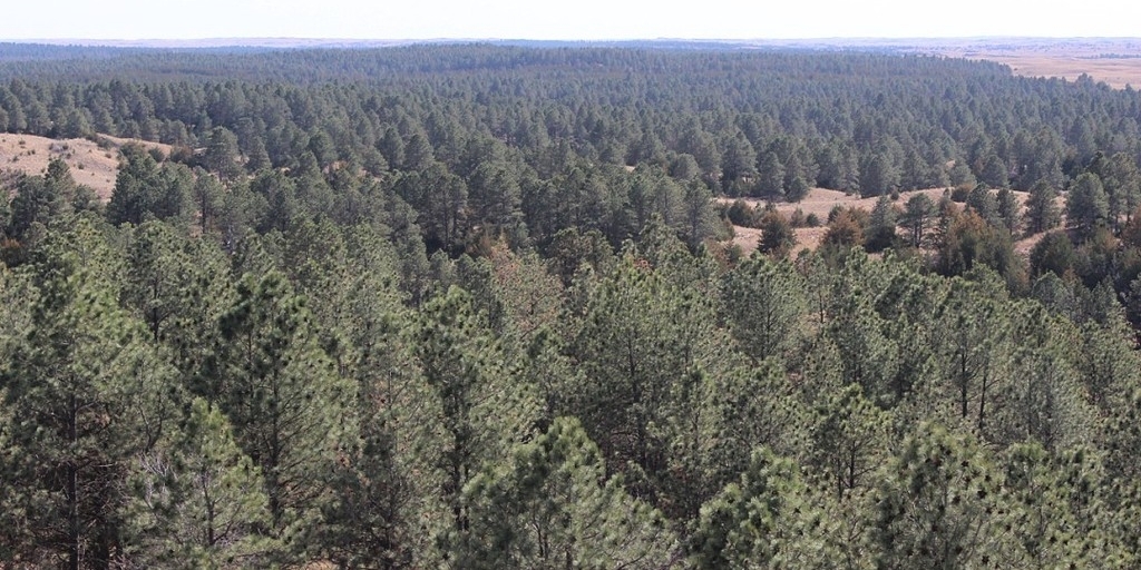 Aerial view of trees