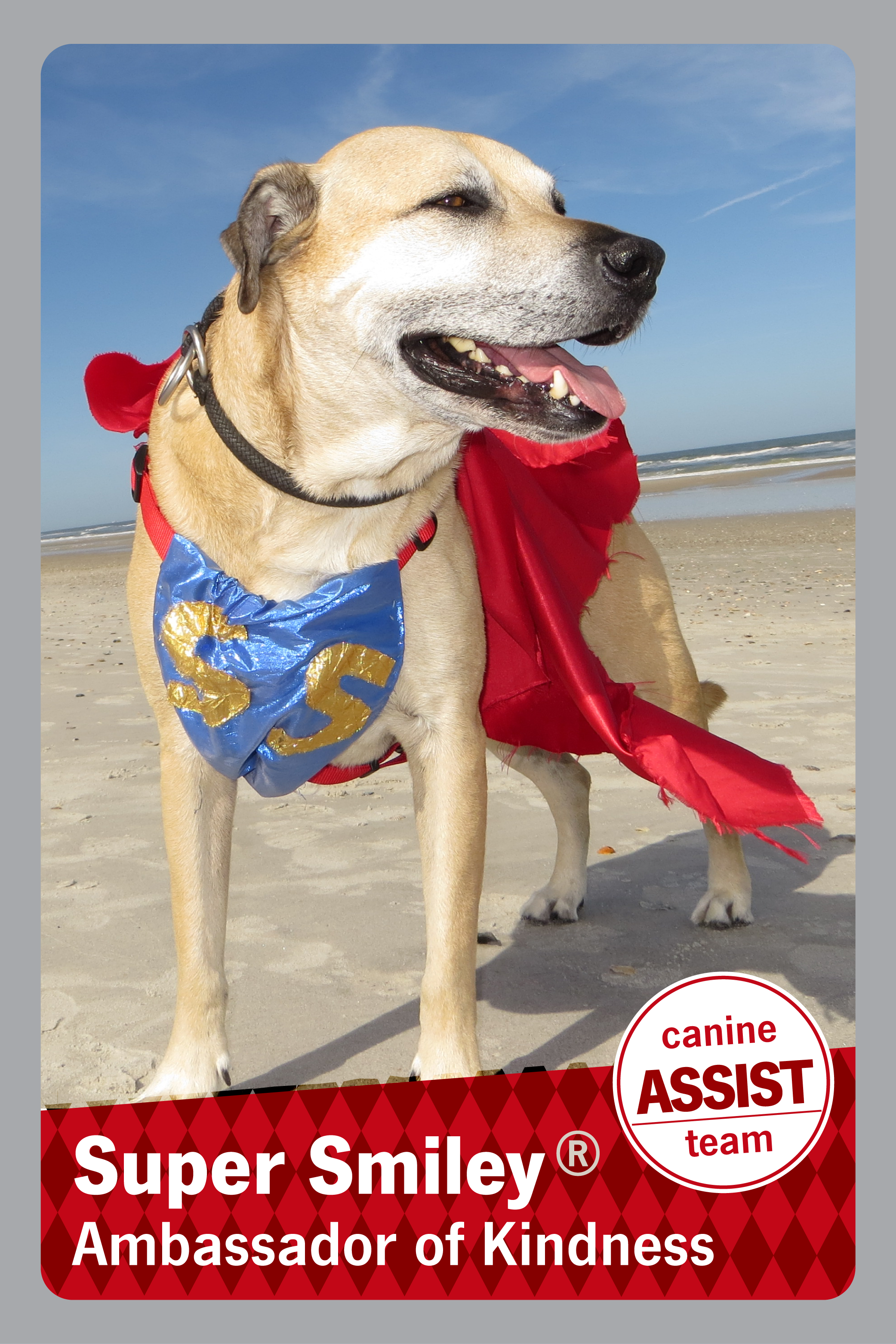 Picture of a dog with a cape on and the caption Super Smiley the ambassador of kindness