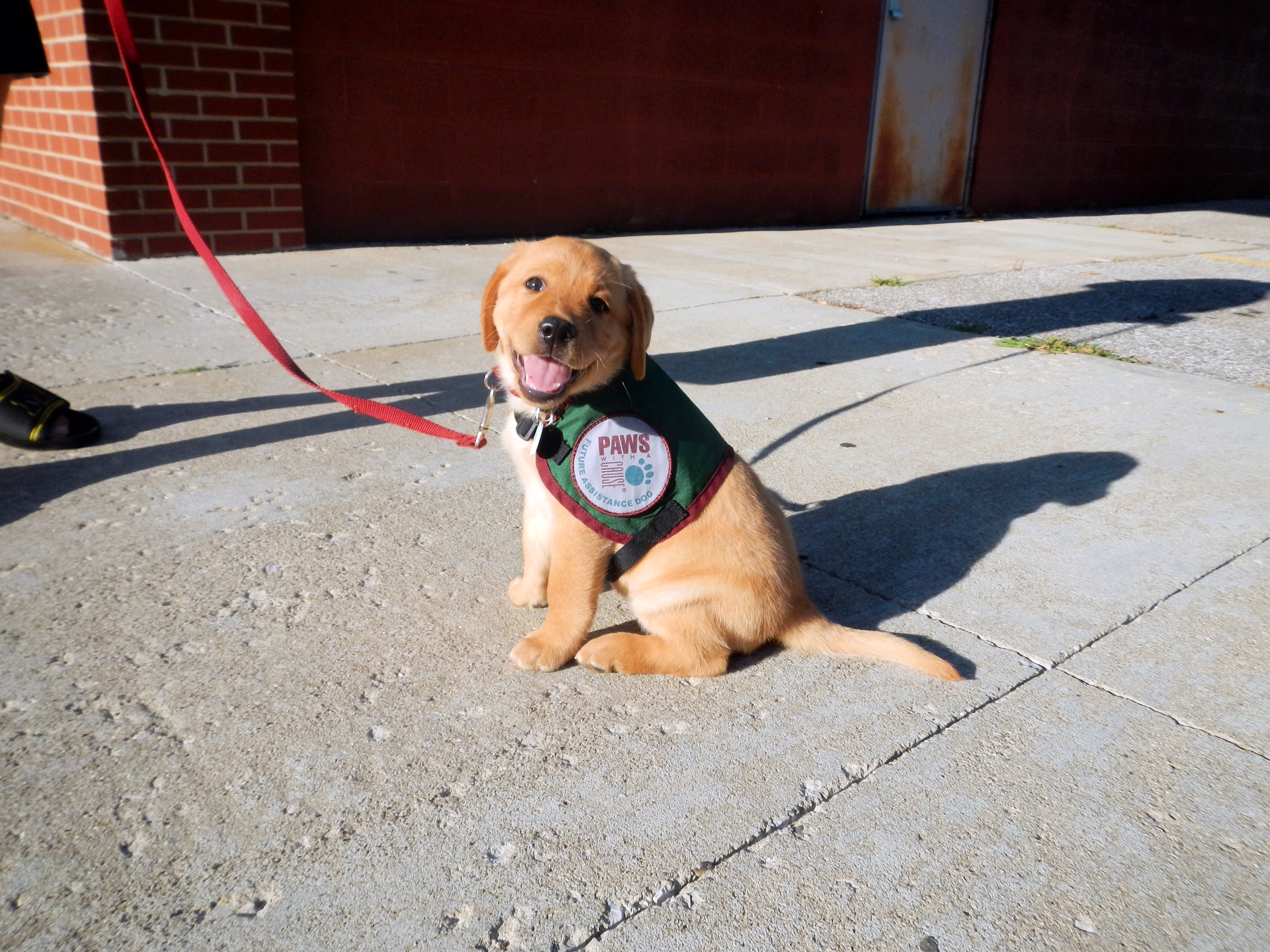 PAWS happy puppy