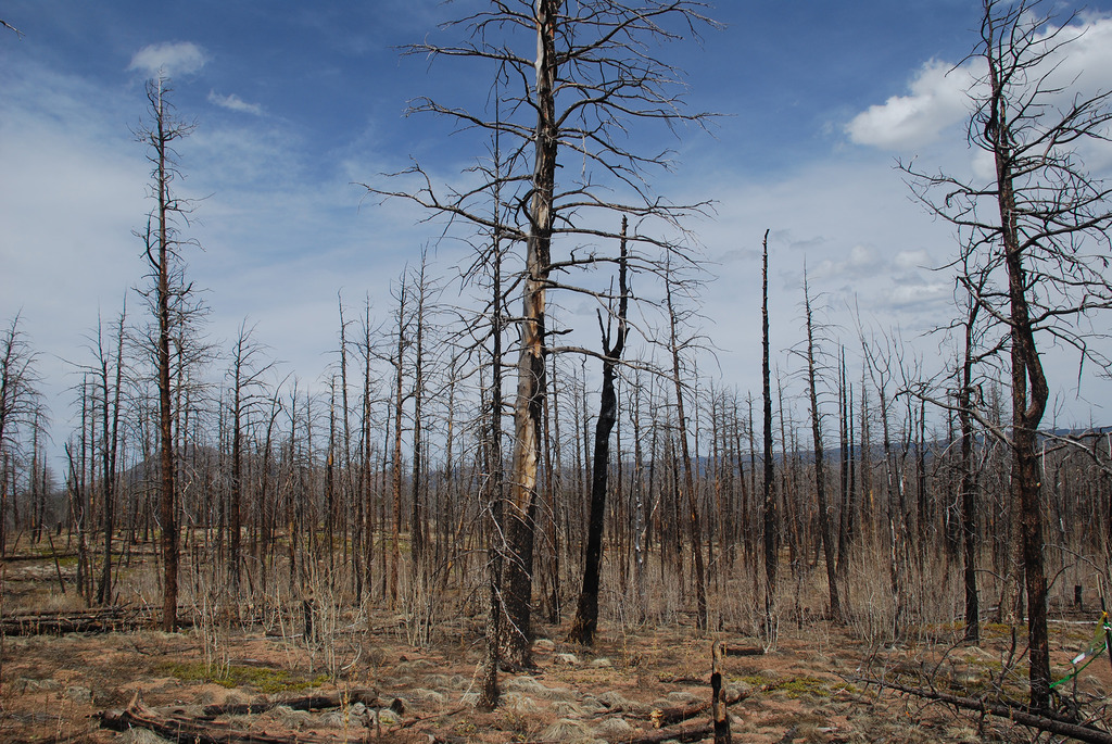 Trees after wildfire