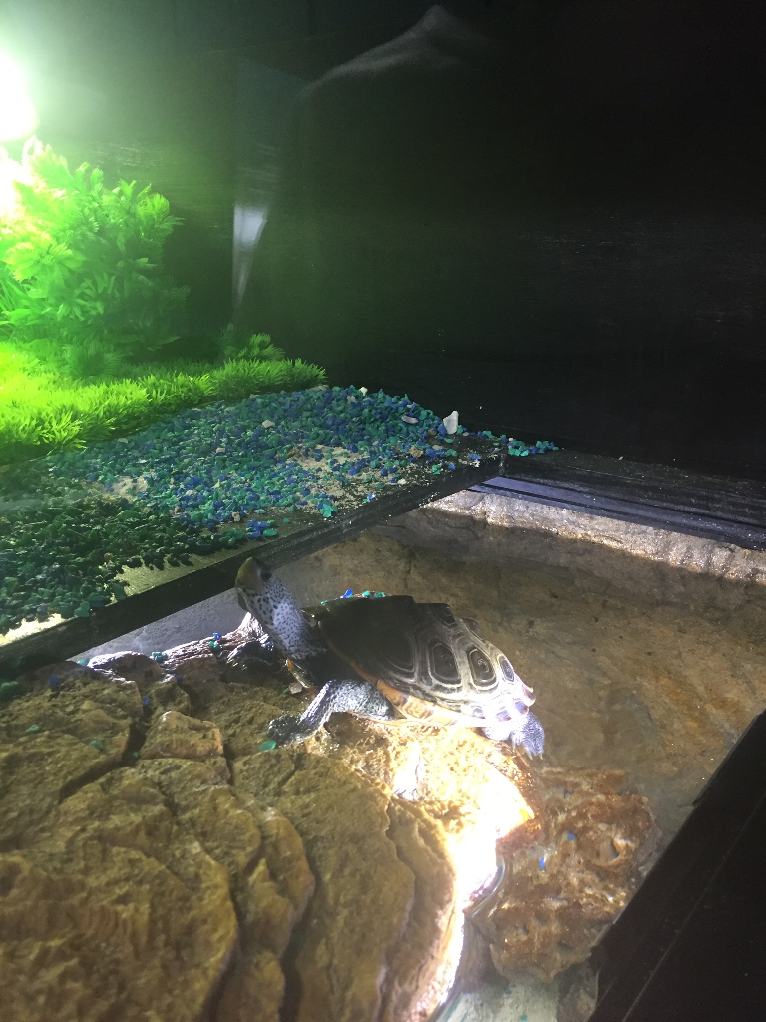An Unforgettable Fish! | State Farm