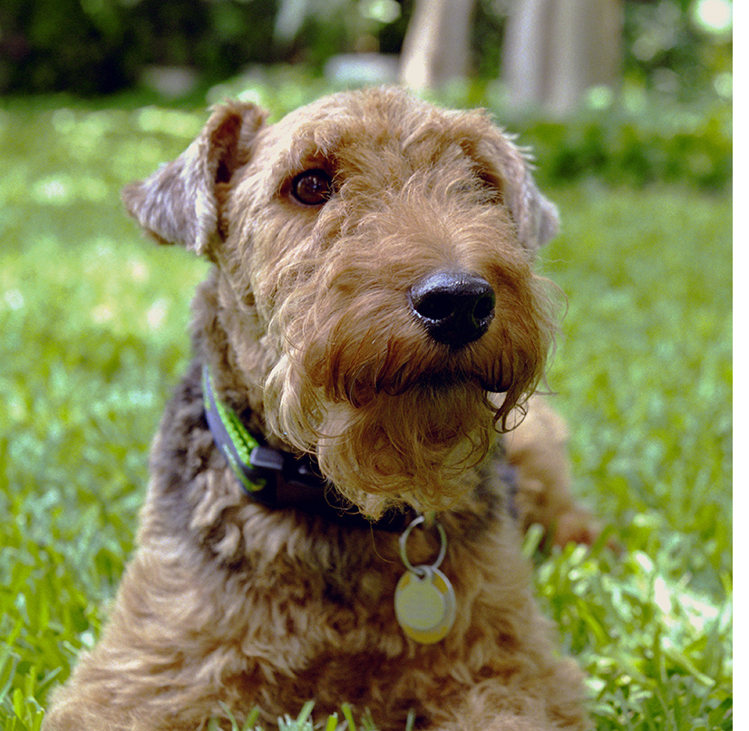 Always check your yard for dangerous debris and potentially harmful food after the 4th of July. 