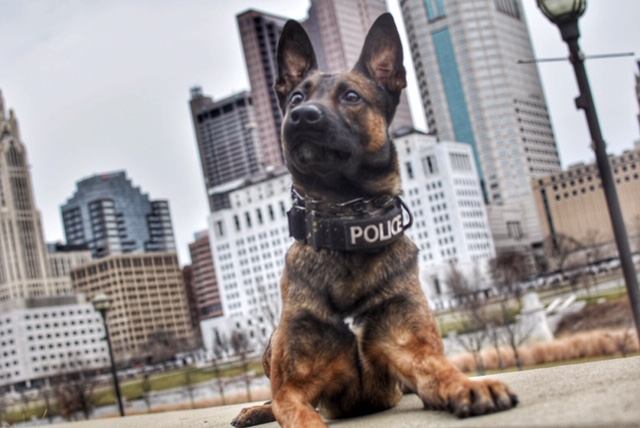 Police K9 Randy OhioHealth Police K9 Rudy to Get Donation of Body Armor