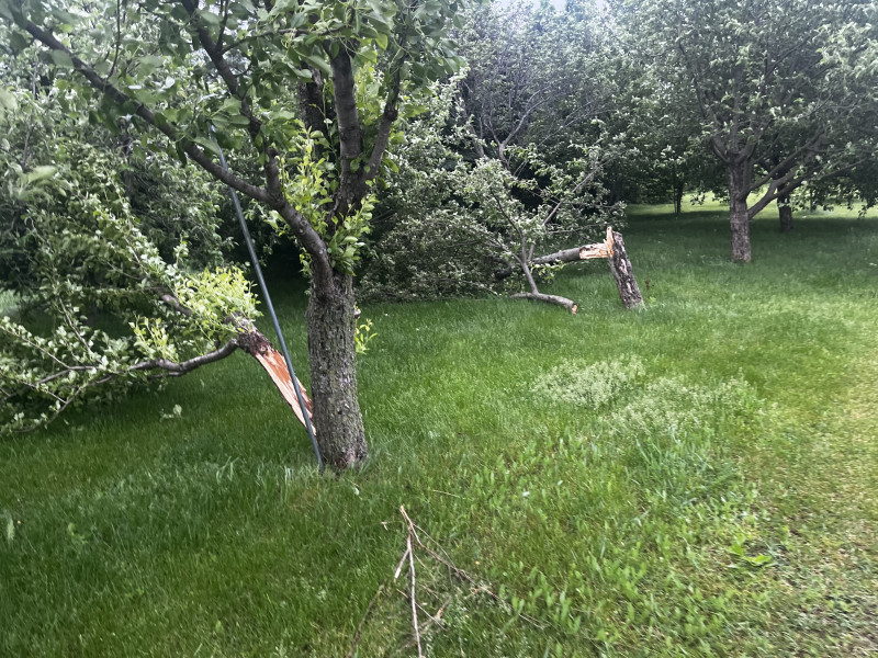 Trees blown down from wind