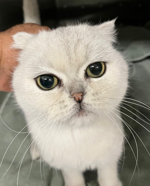A0895029  Before surgery - Very stenotic nostirls,  cat was  mostly open mouth breathing.
