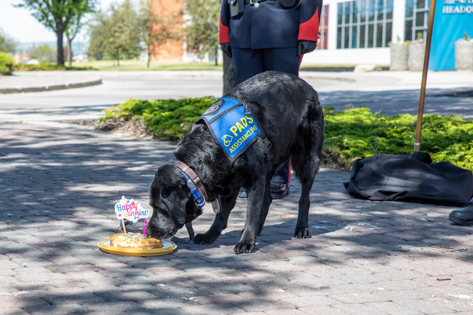 Calgary's first victim support dog now in his golden years!