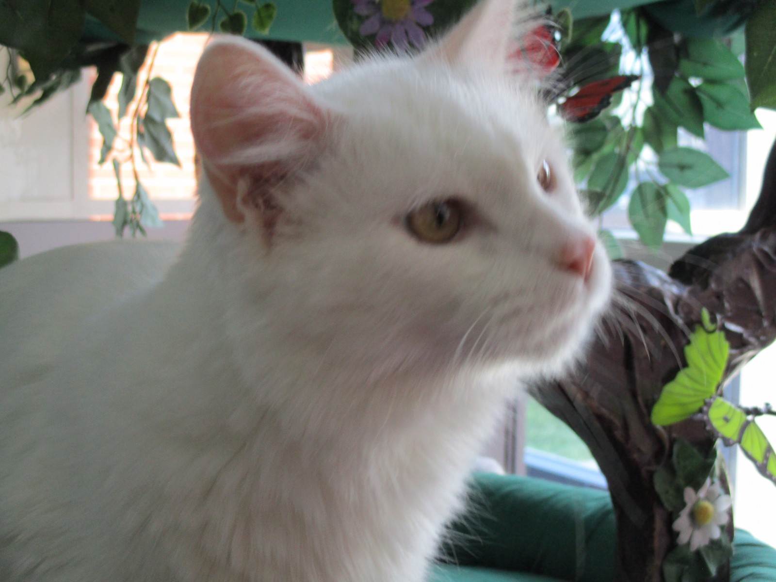 city of calgary cat adoption