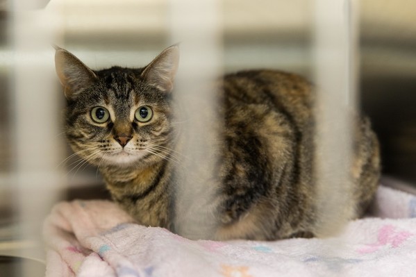 city of calgary cat adoption