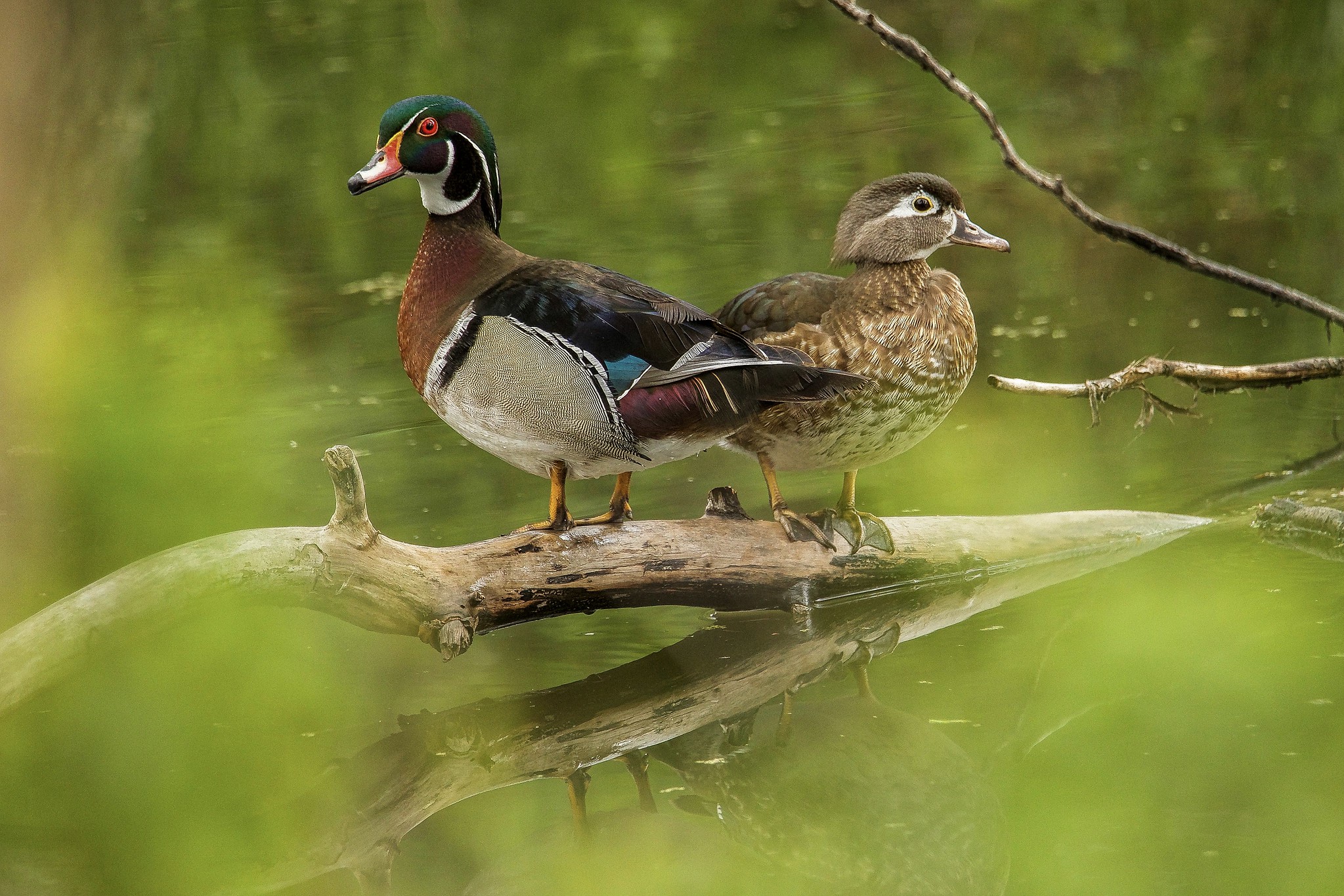 Wood Ducks_Tony Le Prieur (3)