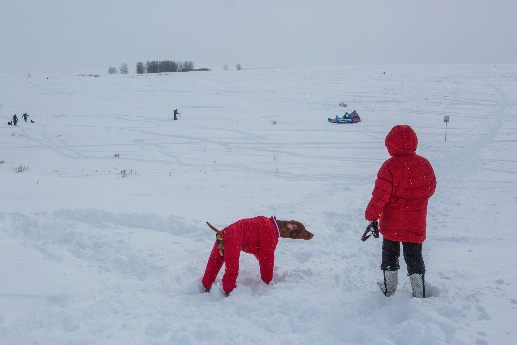 Calgary Animal Services urges pet owners to ensure winter safety and licensing