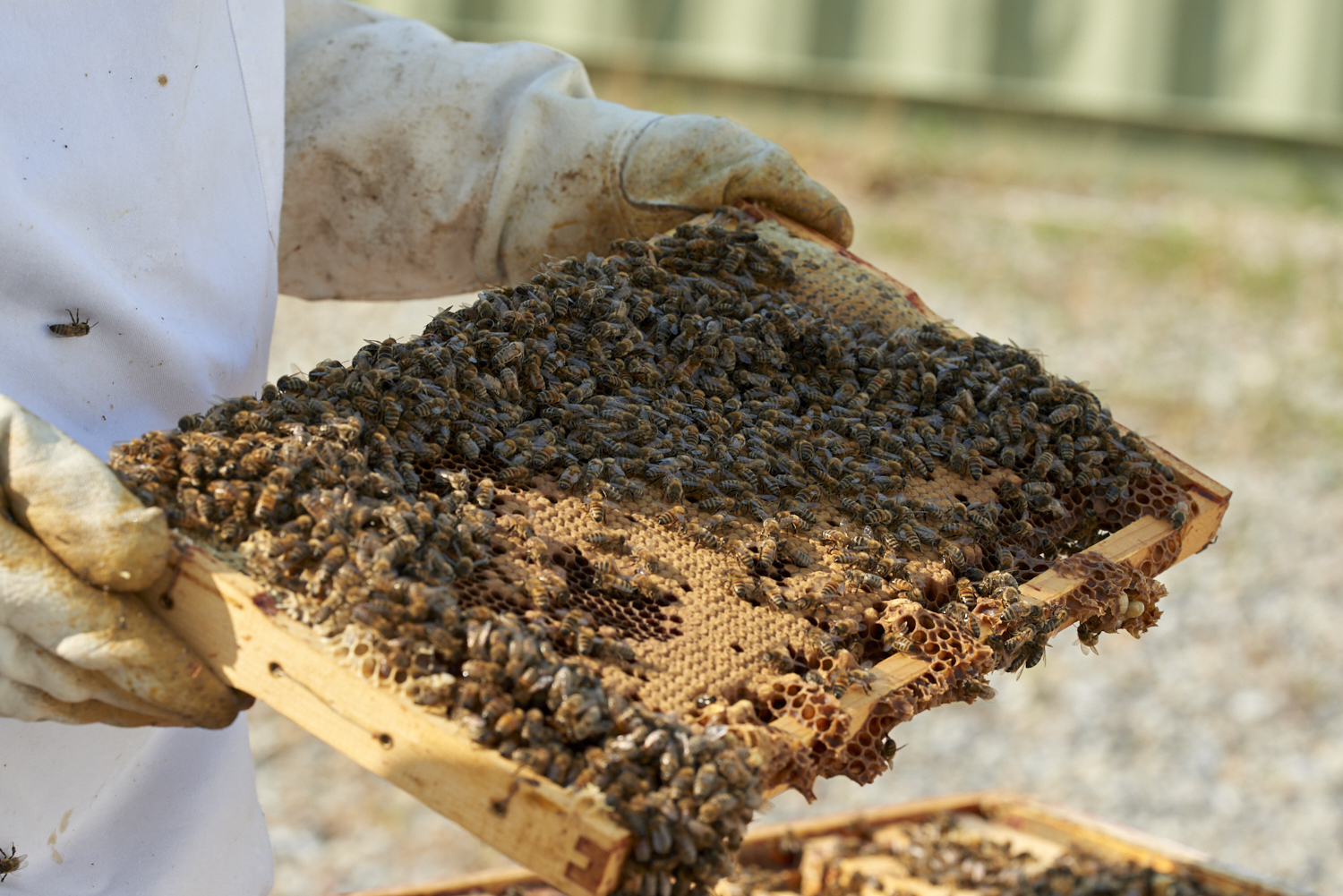 Beekeeping licensing is now available through Urban Livestock Program