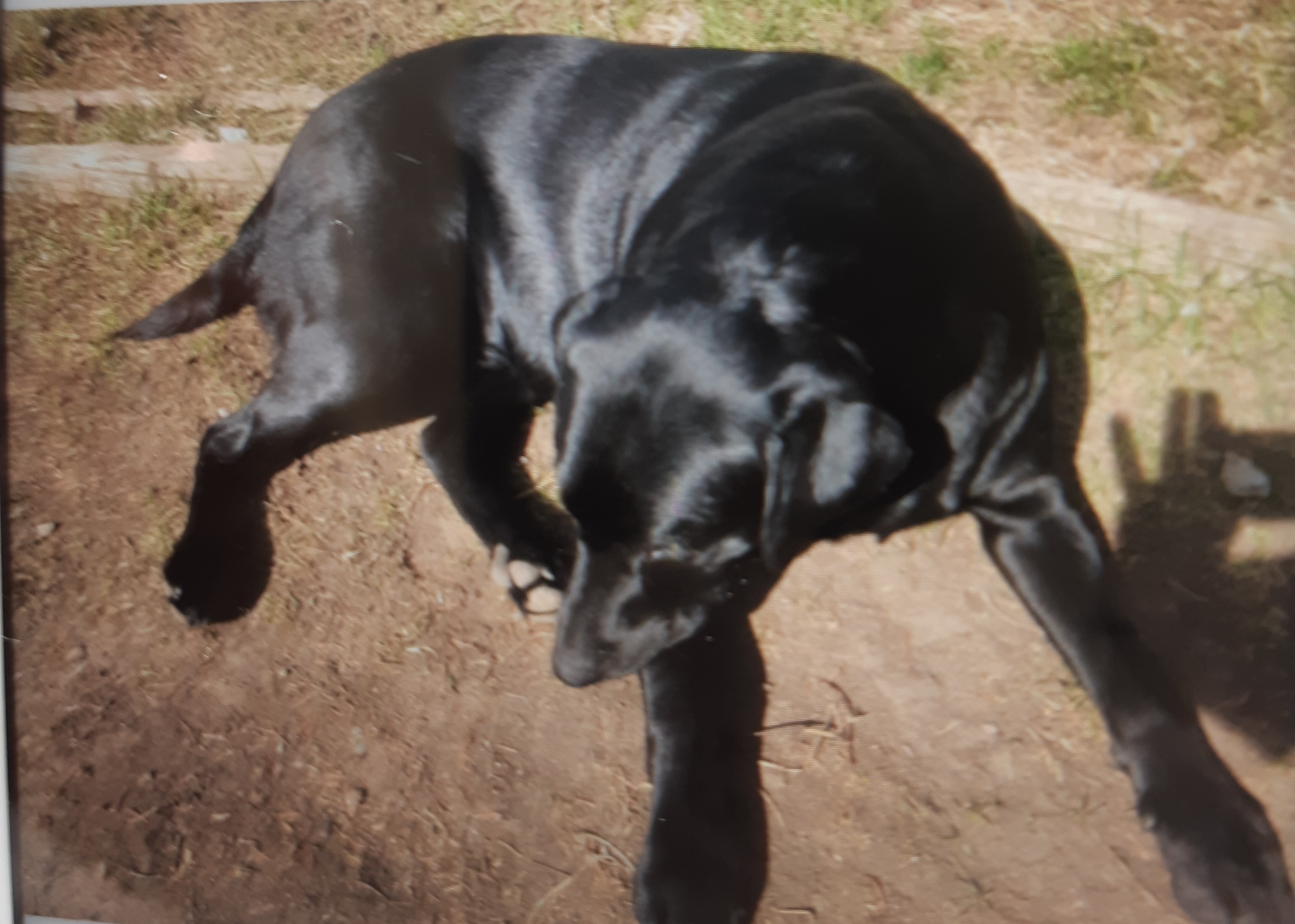 Seeking public assistance to locate stolen vehicle and dog
