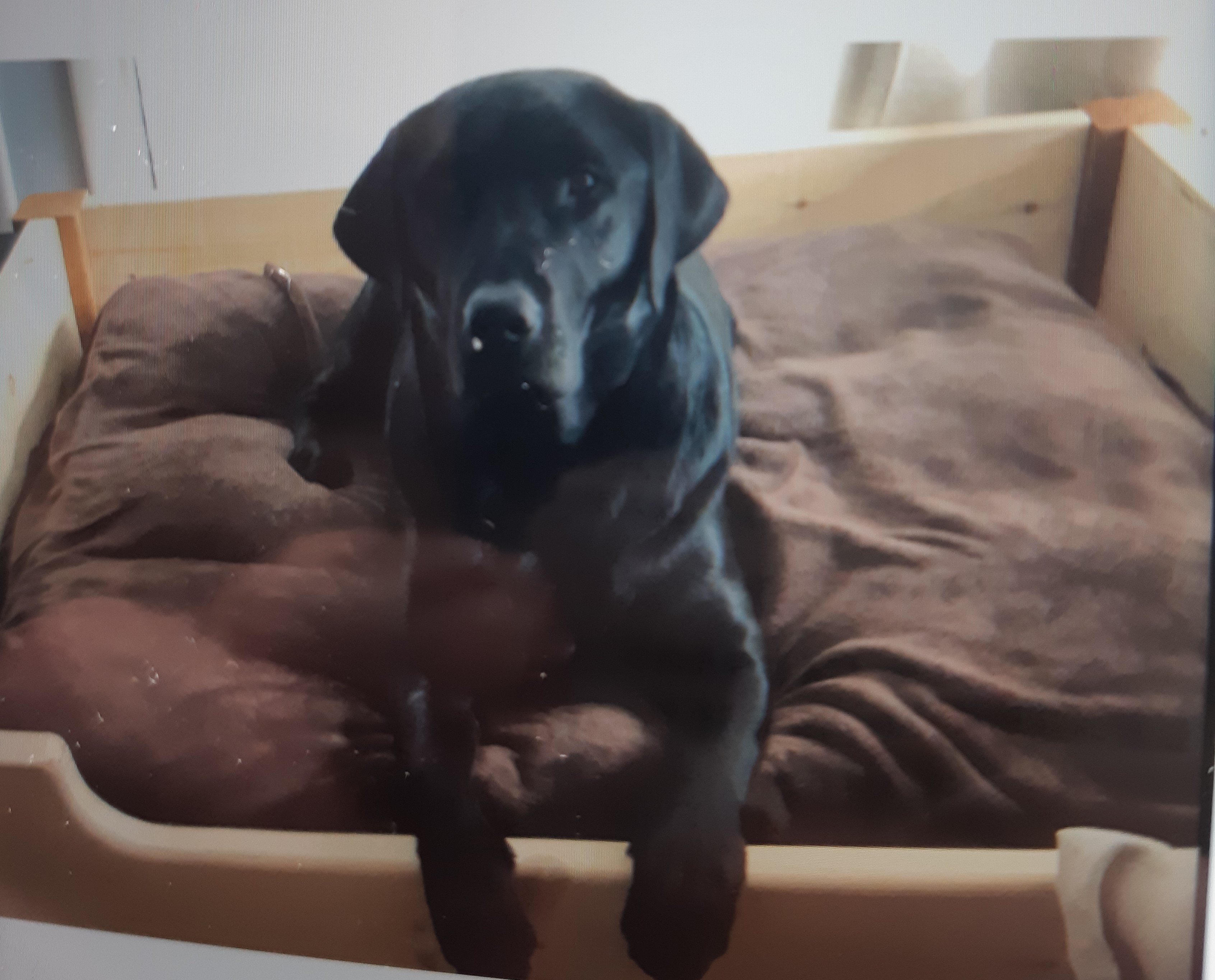Seeking public assistance to locate stolen vehicle and dog