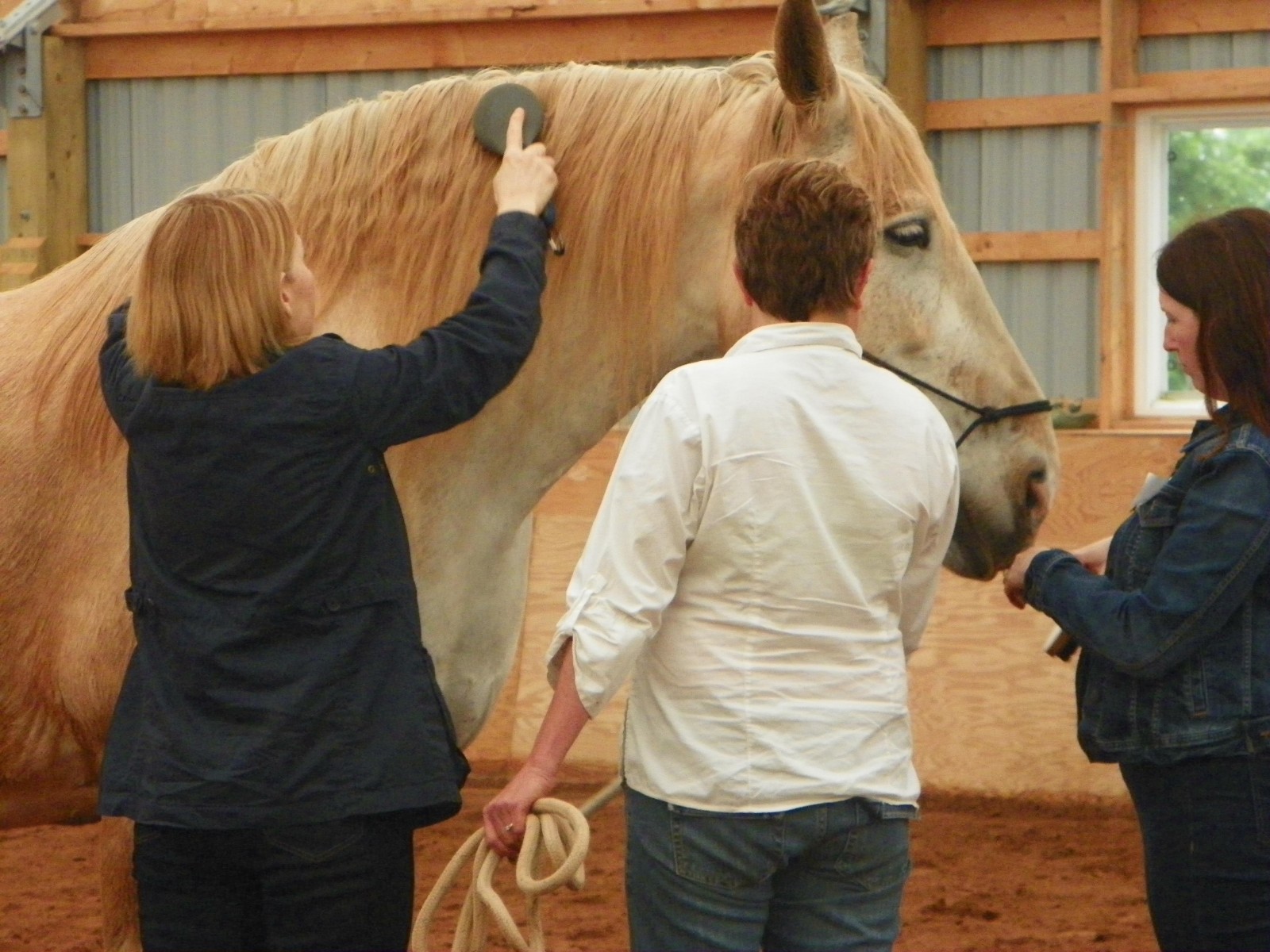 A Helping Horse Transforming lives through equinesupported coaching