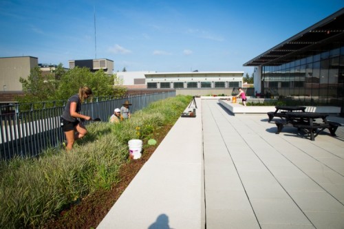 A photo of Mohawk's pollinator garden on the roof of H Wing.
