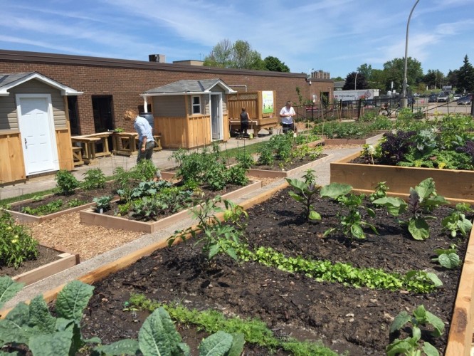 communitygarden2016-2.jpg