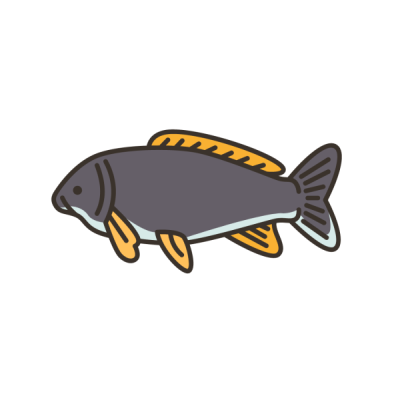 Carp graphic