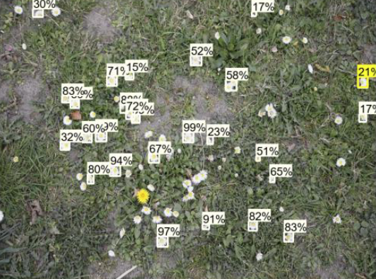 beeldherkenning bloemen met AI