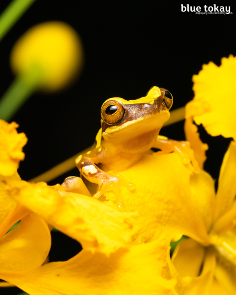 Tree Frog Insta