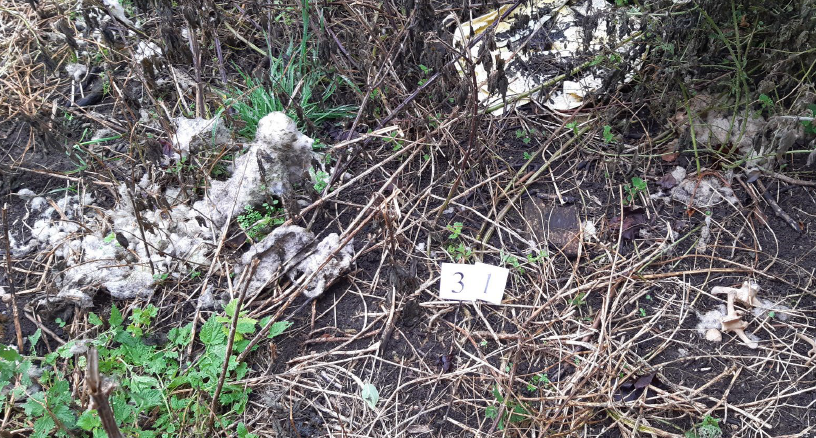 Picture of animal remains