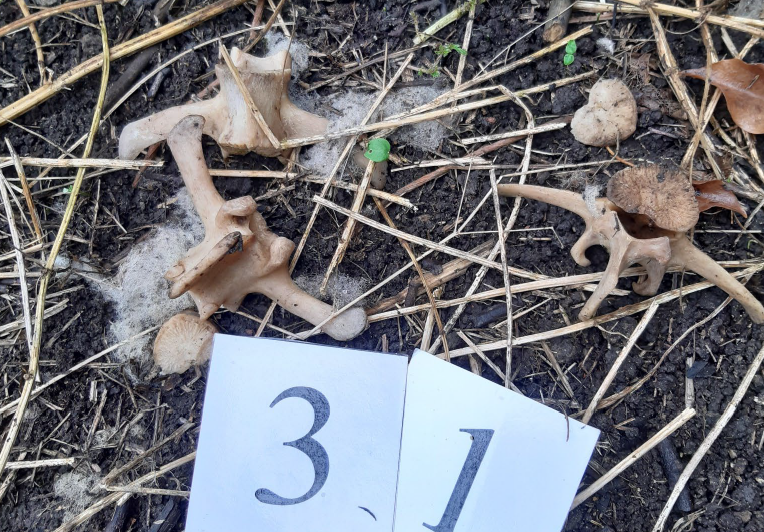 Picture of bones